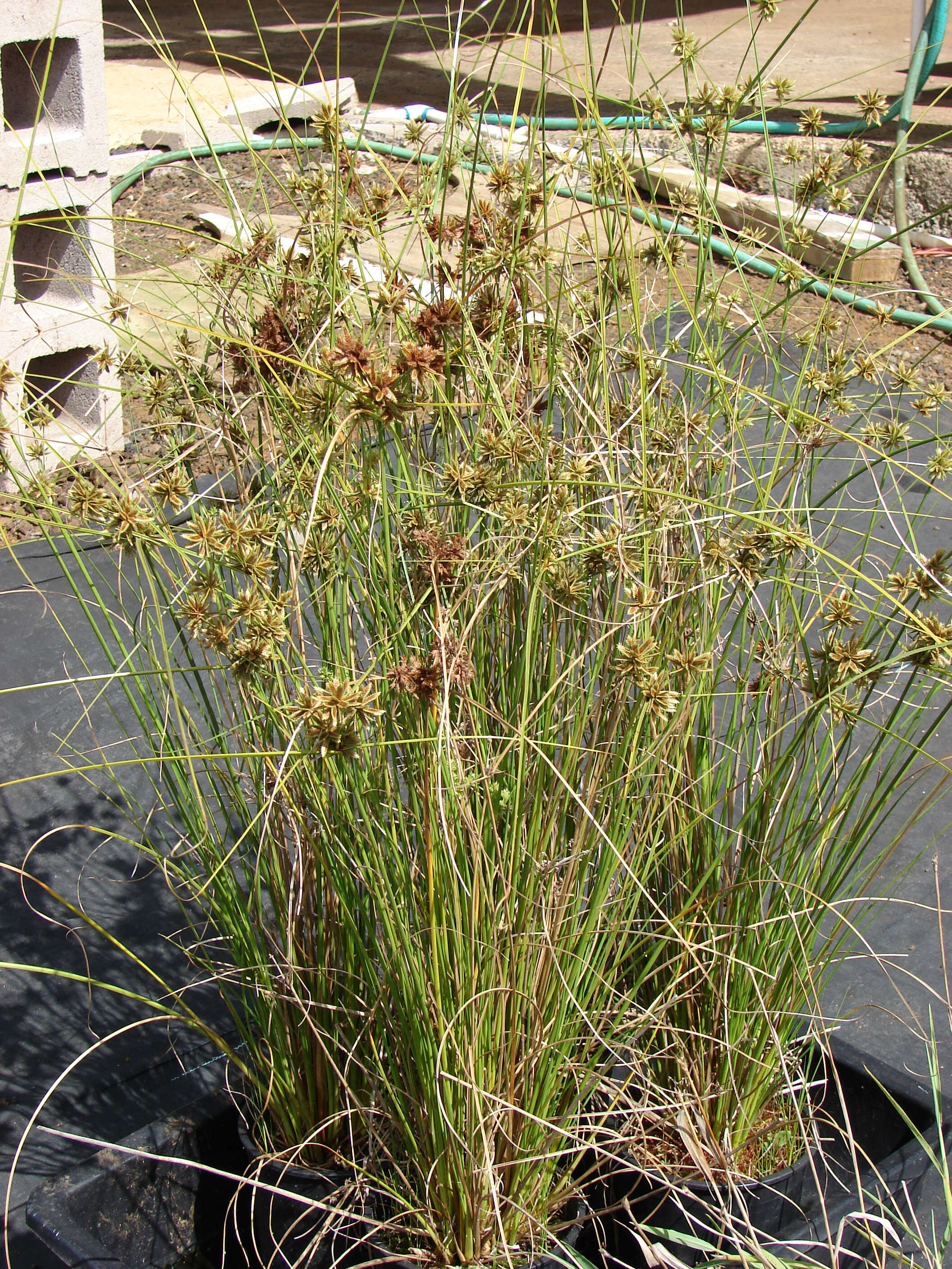 Слика од Cyperus trachysanthos Hook. & Arn.