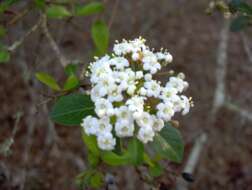 Image de Viburnum obovatum Walt.