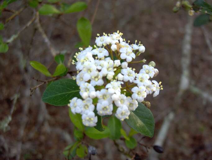 Image de Viburnum obovatum Walt.