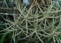 Image of Tillandsia schiedeana Steud.