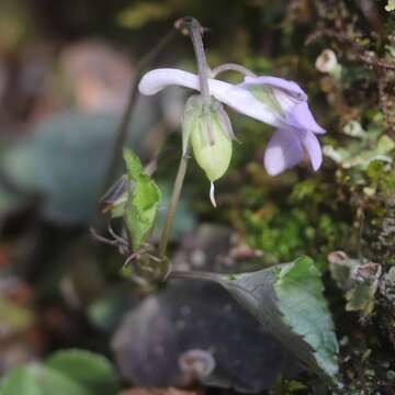 Imagem de Viola rostrata Pursh