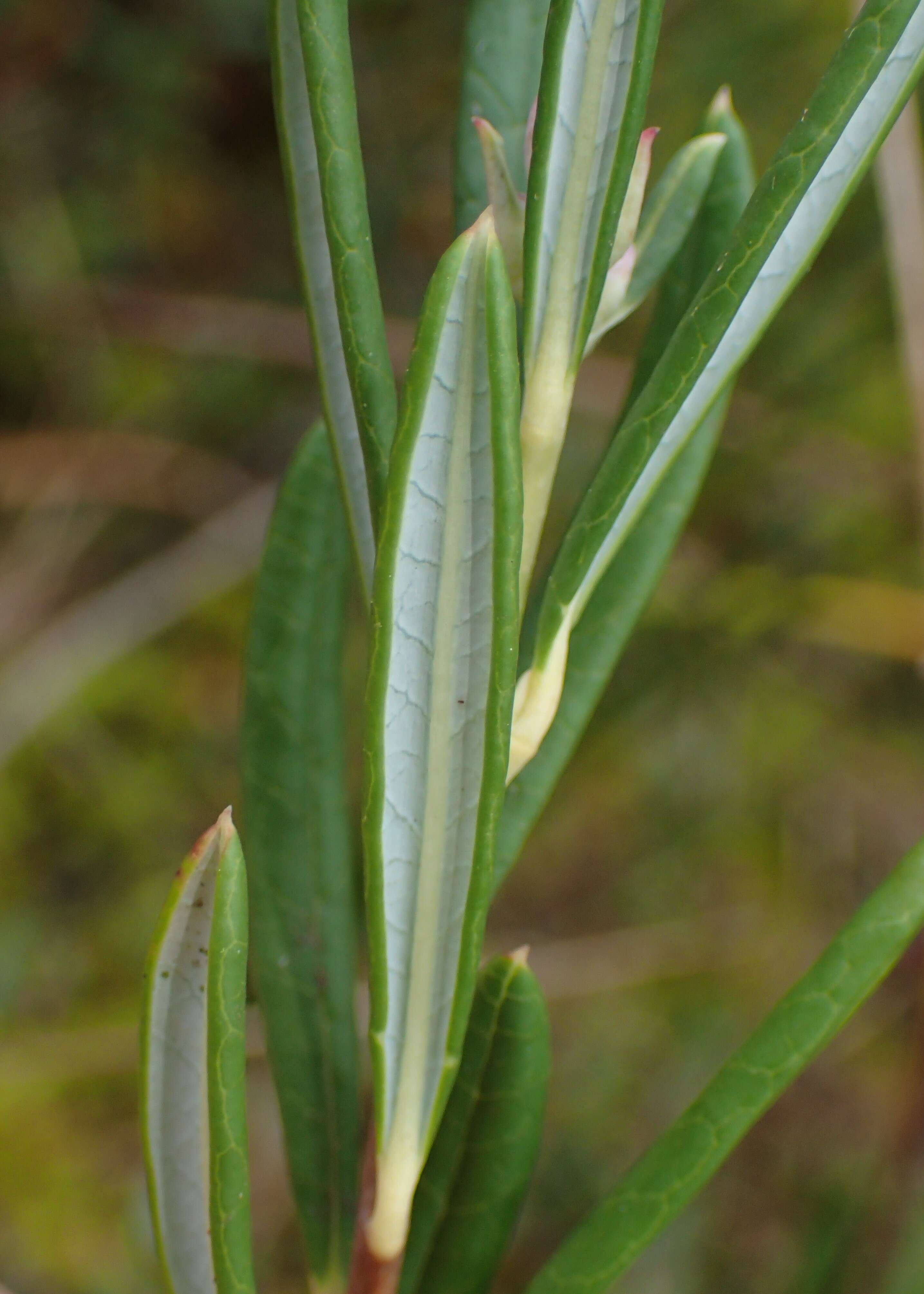 Image of bog rosemary