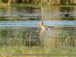 Image of Black-tailed Godwit