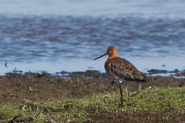 Image of Black-tailed Godwit