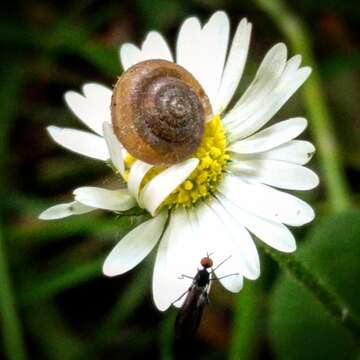 Image of Hairy Snail