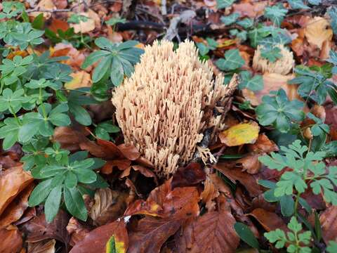 Слика од Ramaria stricta (Pers.) Quél. 1888