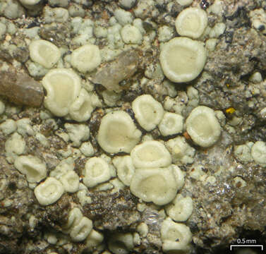 Image of Lecanora polytropa