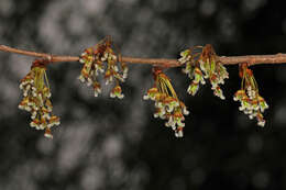 Plancia ëd Ulmus americana L.