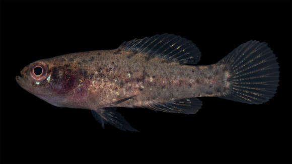 Image of pygmy sunfishes