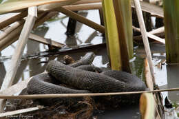 Image of Mississippi Green Water Snake