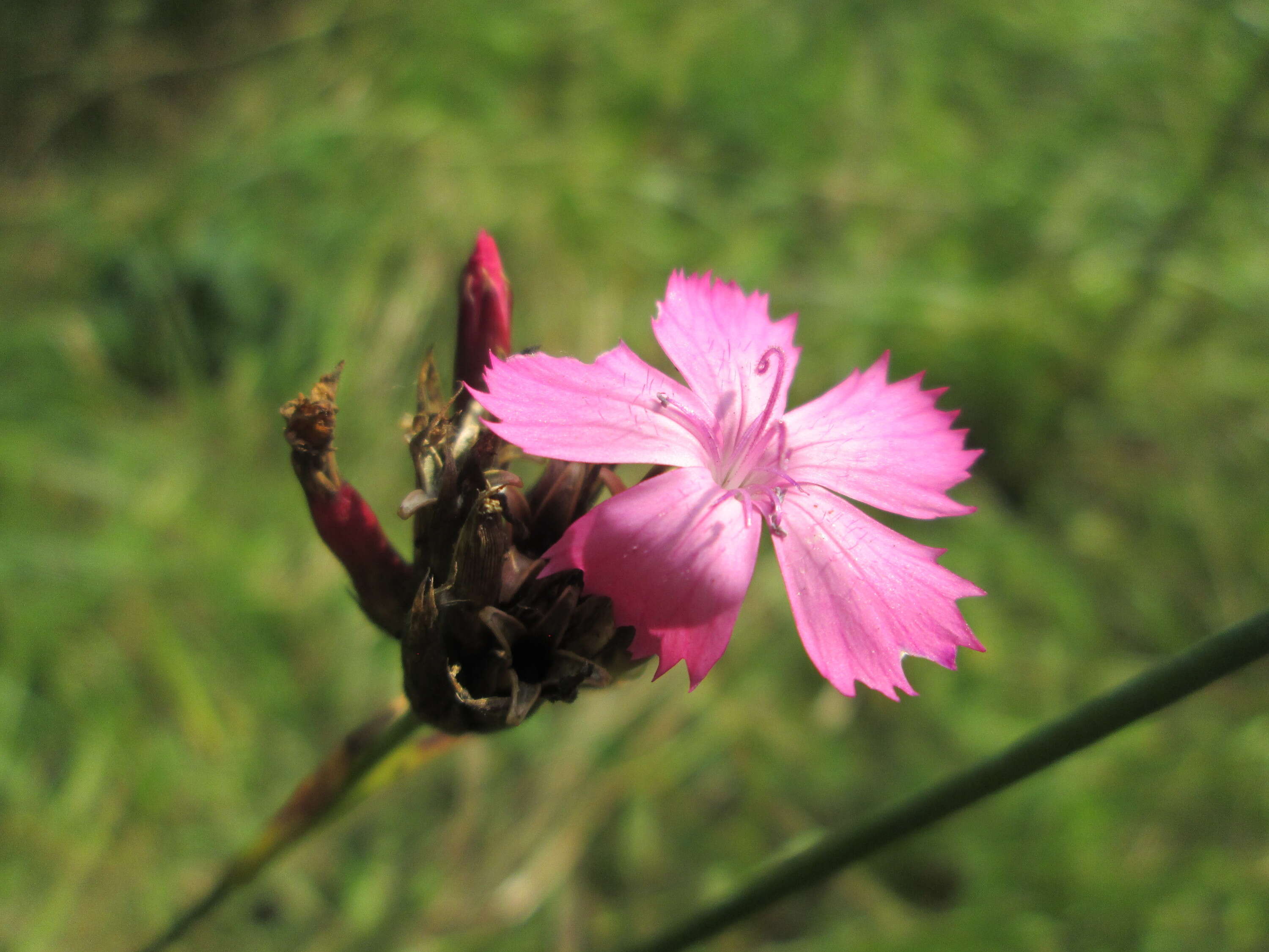 Image of carthusian pink