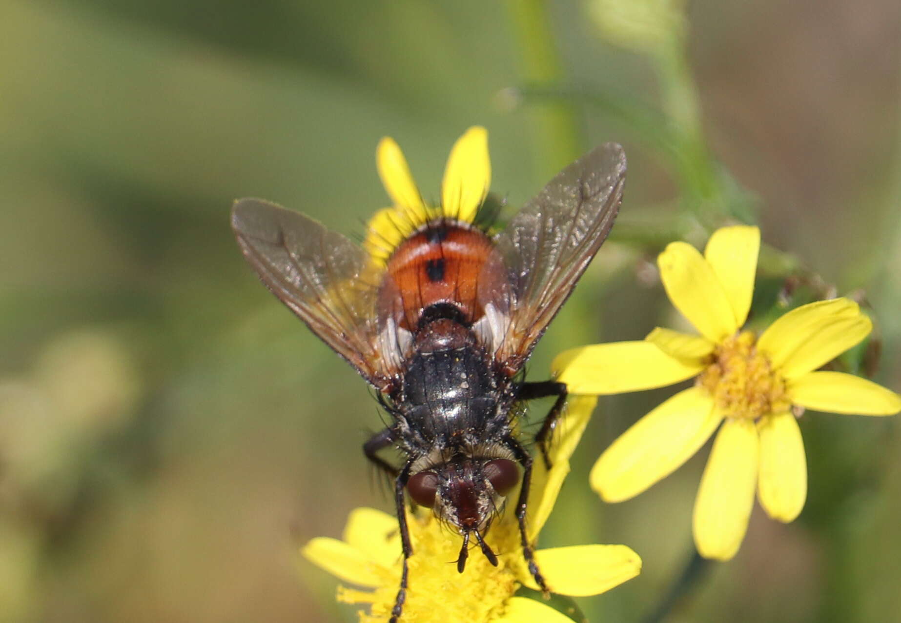 صورة Peleteria rubescens (Robineau-Desvoidy 1830)