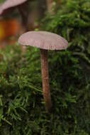 Image of Laccaria amethystina Cooke 1884