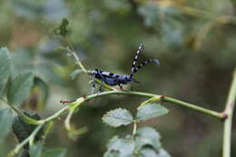 Image of Rosalia Longicorn