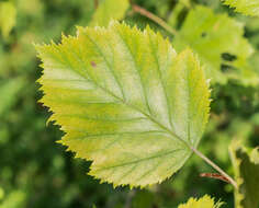 Plancia ëd Crataegus anomala Sarg.