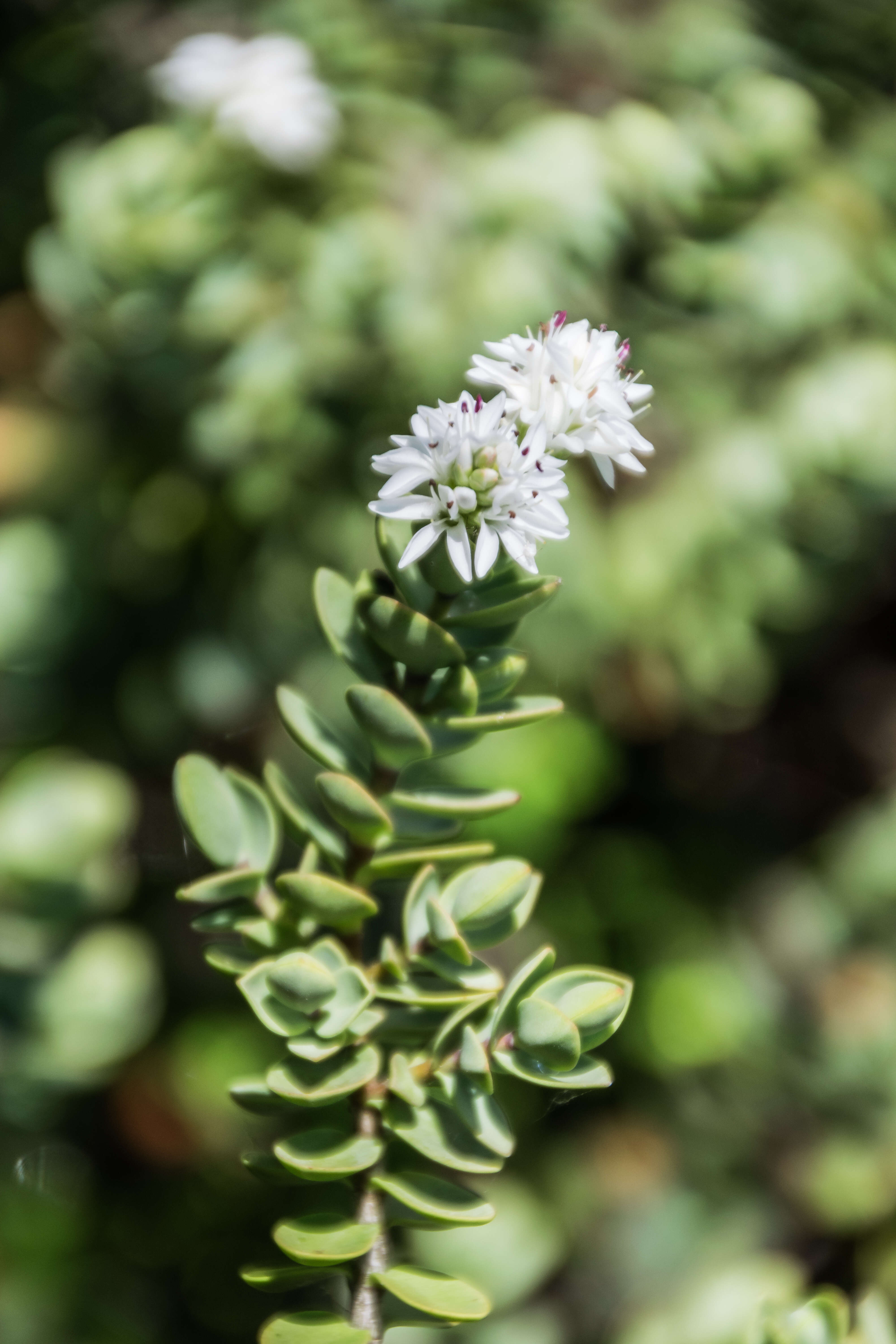 Image of Veronica pinguifolia Hook. fil.