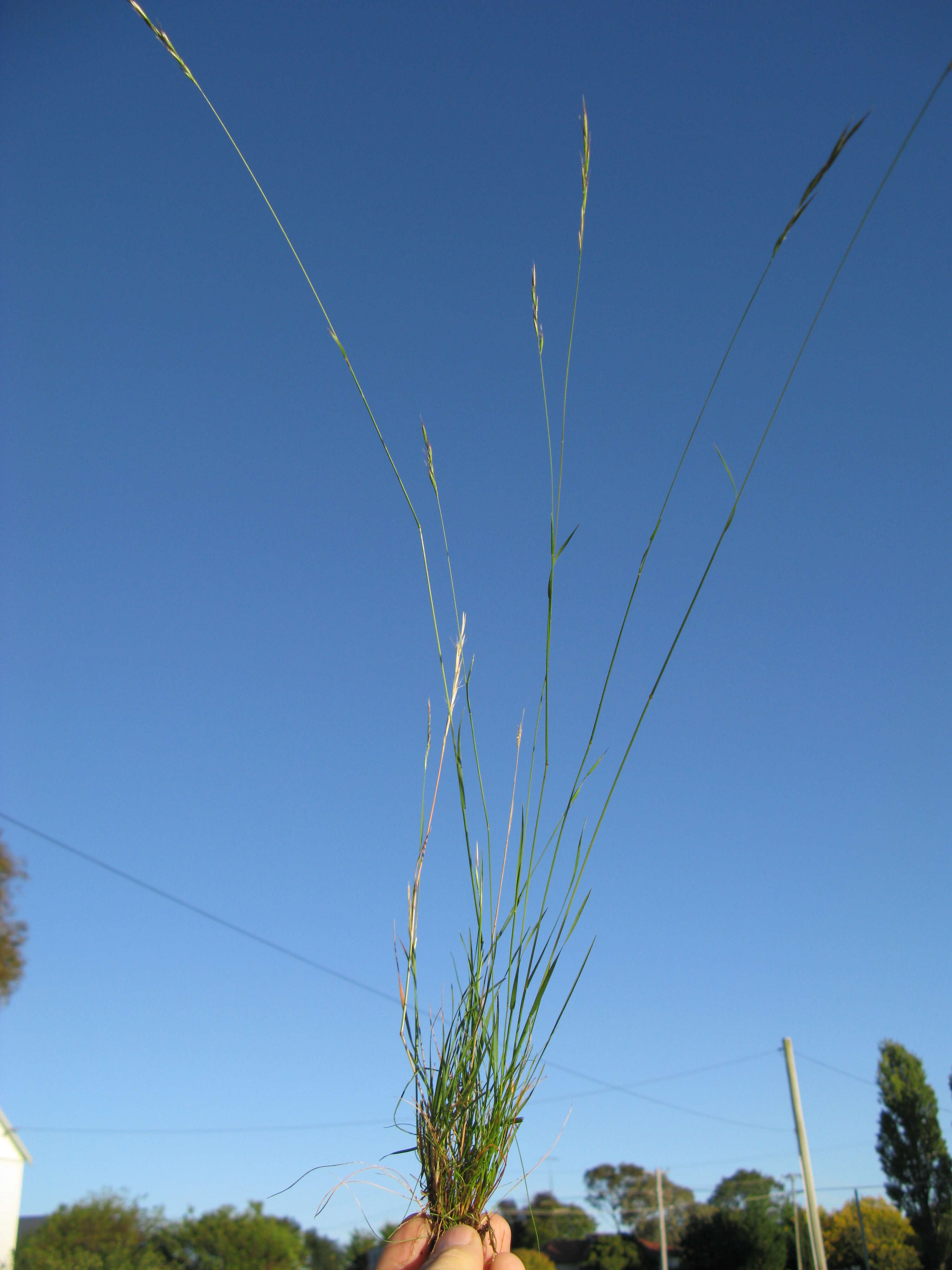 Plancia ëd Rytidosperma racemosum (R. Br.) Connor & Edgar