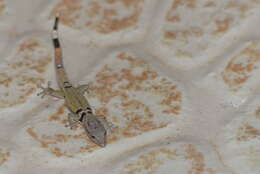 Image of Ocellated Gecko