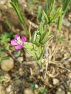 Image de Silene conoidea L.