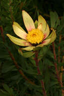 Imagem de Leucadendron sessile R. Br.