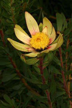 Imagem de Leucadendron sessile R. Br.