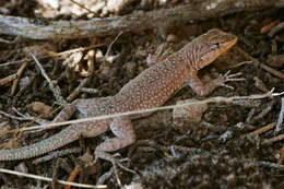 Image of common side-blotched lizard