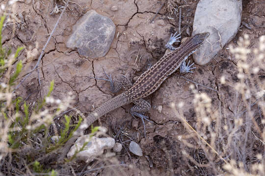 Image of Chihuahuan spotted whiptail