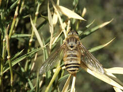 Image of Chrysanthrax