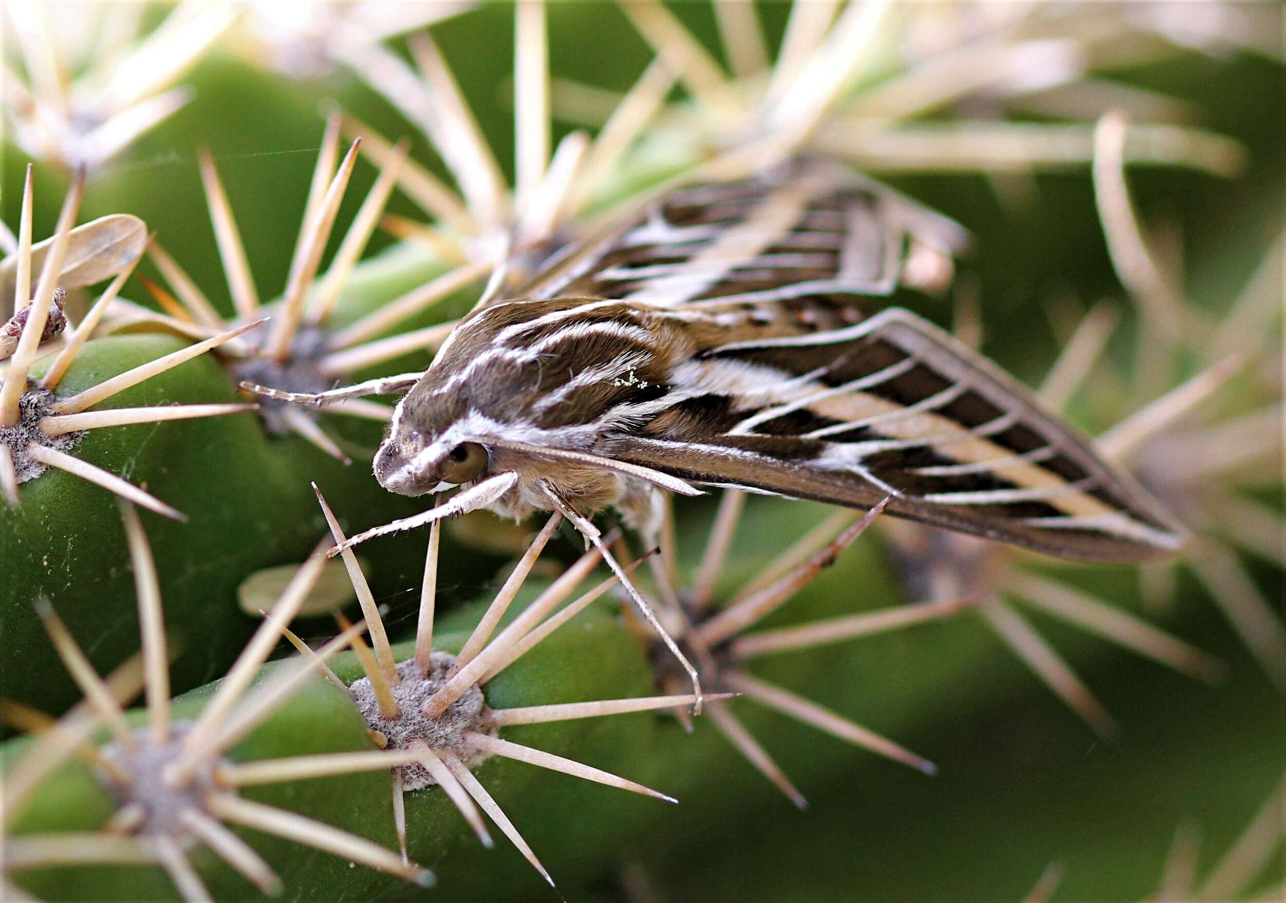 Image of striped hawk-moth