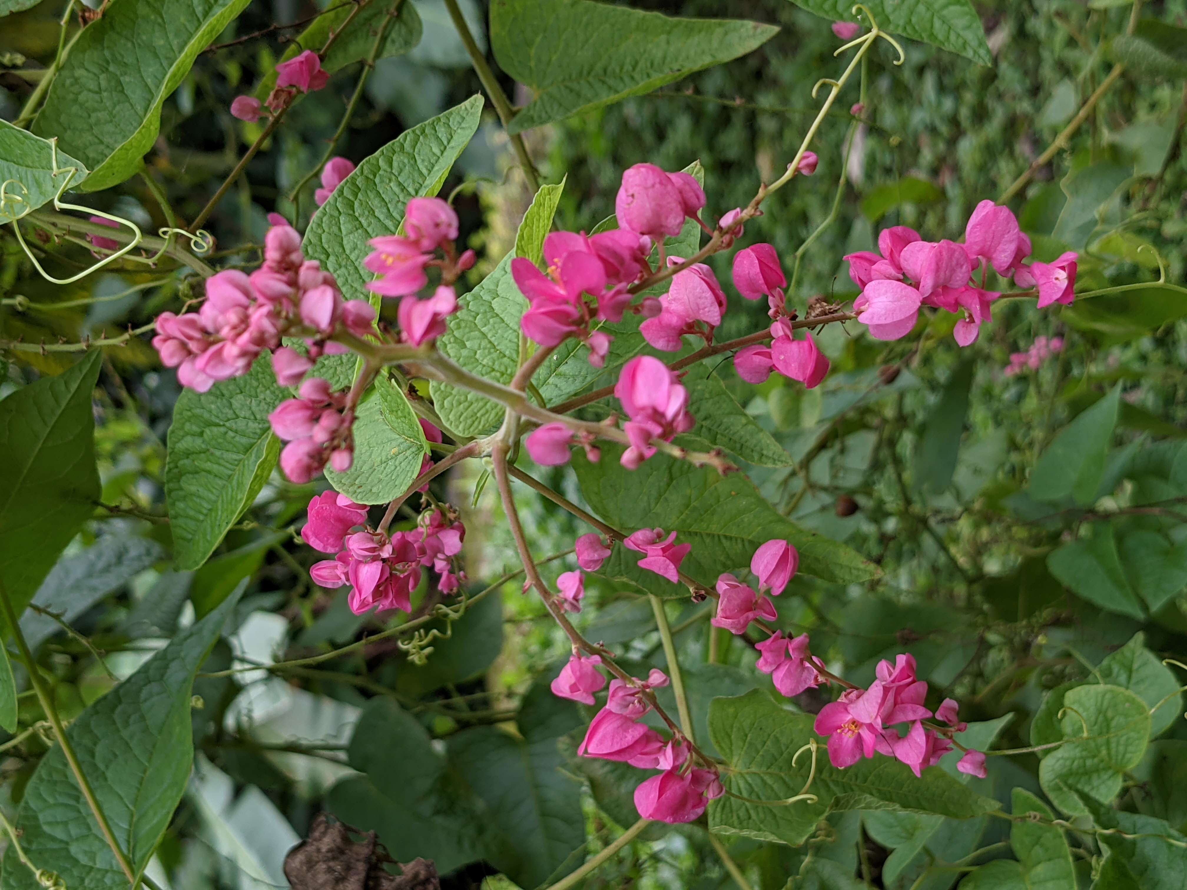 Image of antigonon