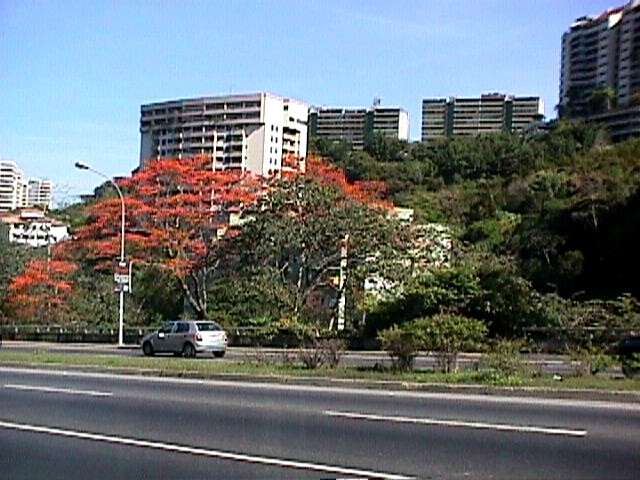 Imagem de Erythrina poeppigiana (Walp.) O. F. Cook