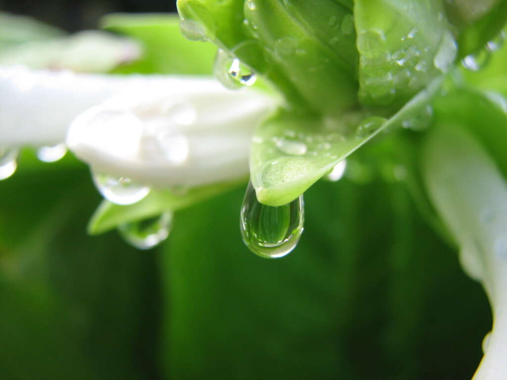 Imagem de Hosta plantaginea (Lam.) Asch.