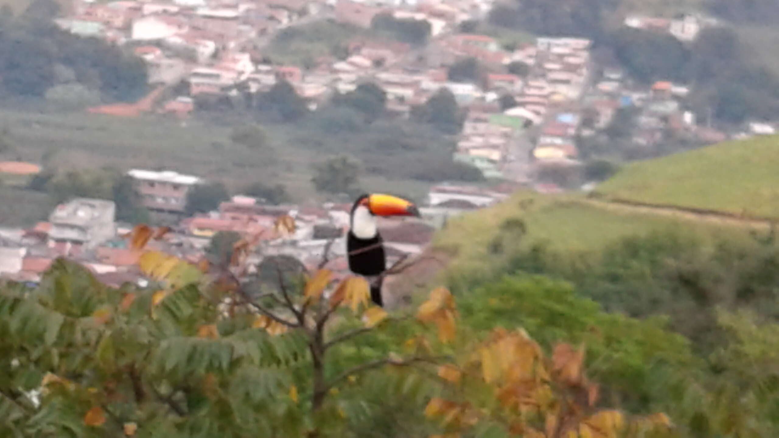 Image of Toco Toucan