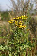 Image of common tansy