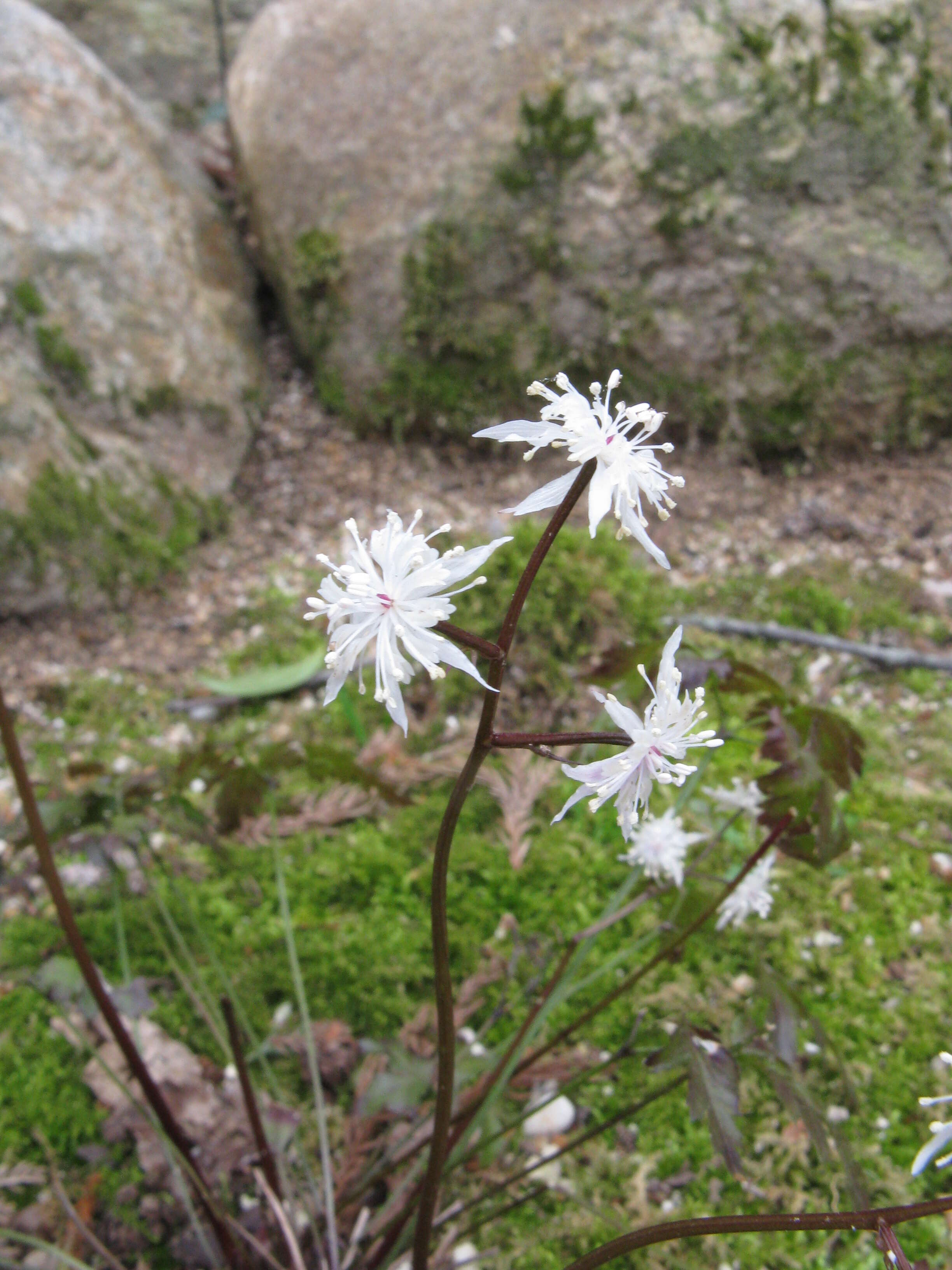 Image de Coptis japonica (Thunb.) Makino