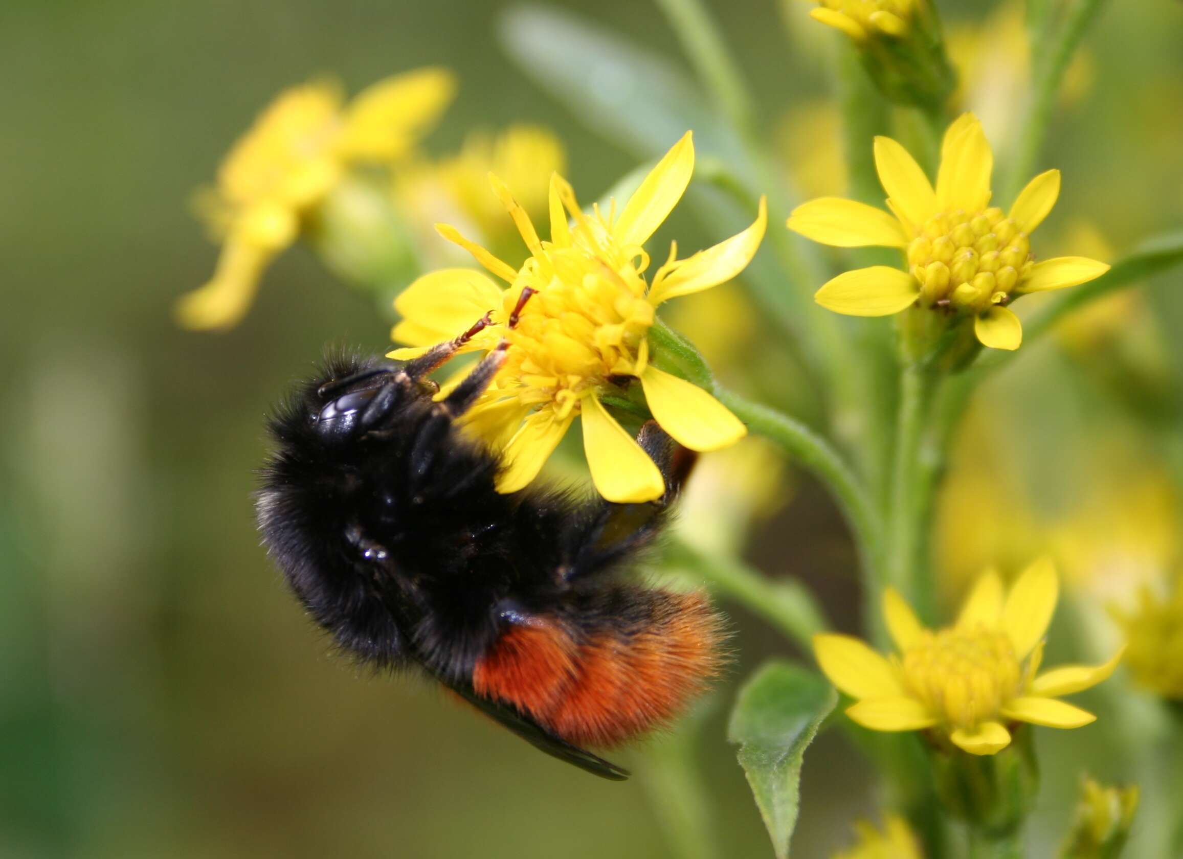 Image of Bombus monticola Smith 1849