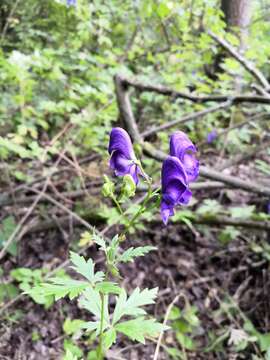 Слика од Aconitum napellus L.