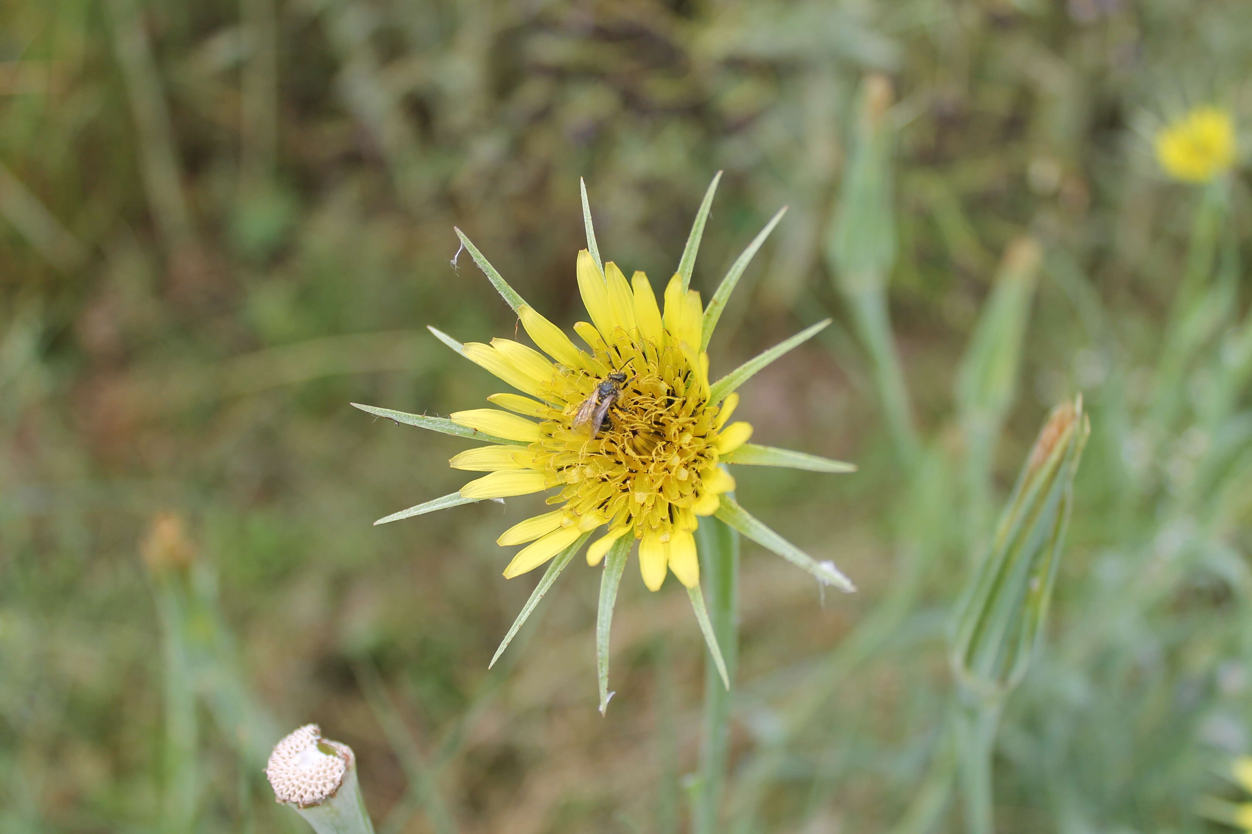 Image of yellow salsify