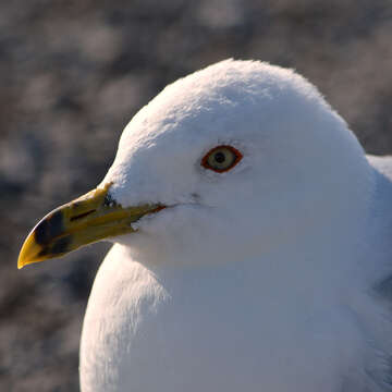 Image of Ring-billed Gull