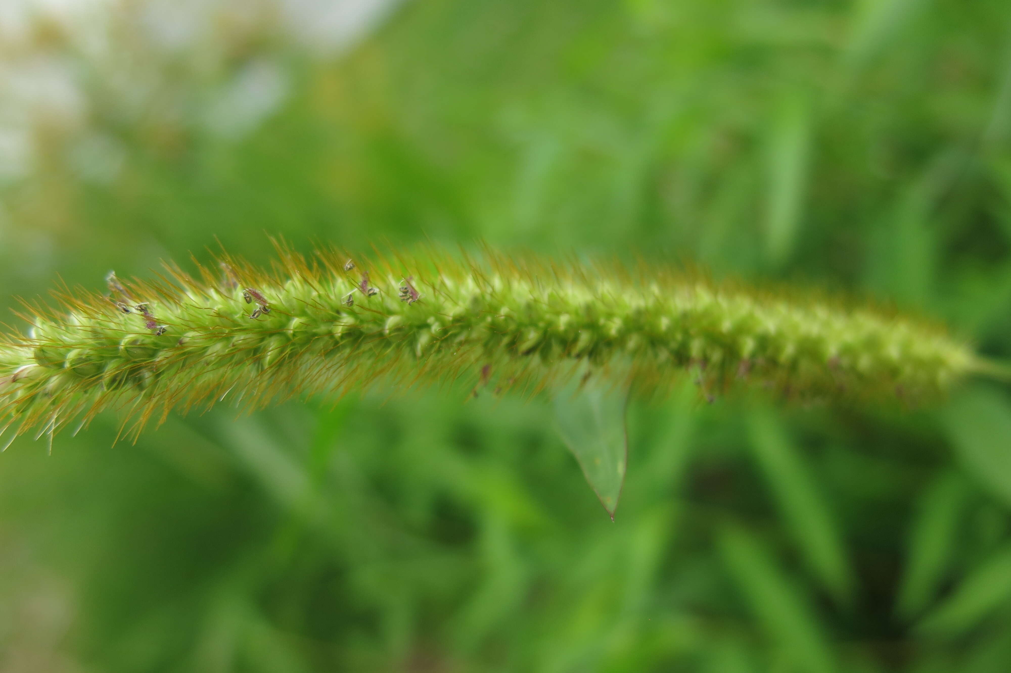 Image of browntop