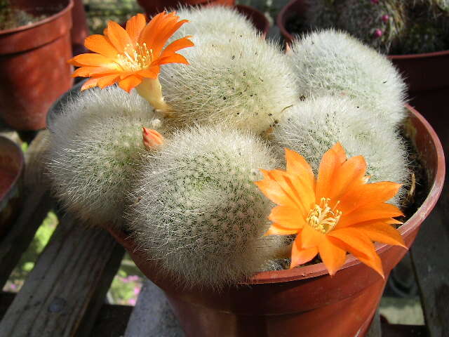 Image of Rebutia pulvinosa F. Ritter & Buining