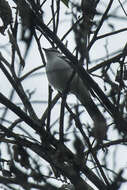 Image of White-rumped Triller