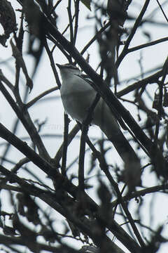 Lalage leucopygialis Walden 1872 resmi