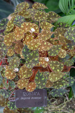 Image of Begonia bowerae Ziesenh.