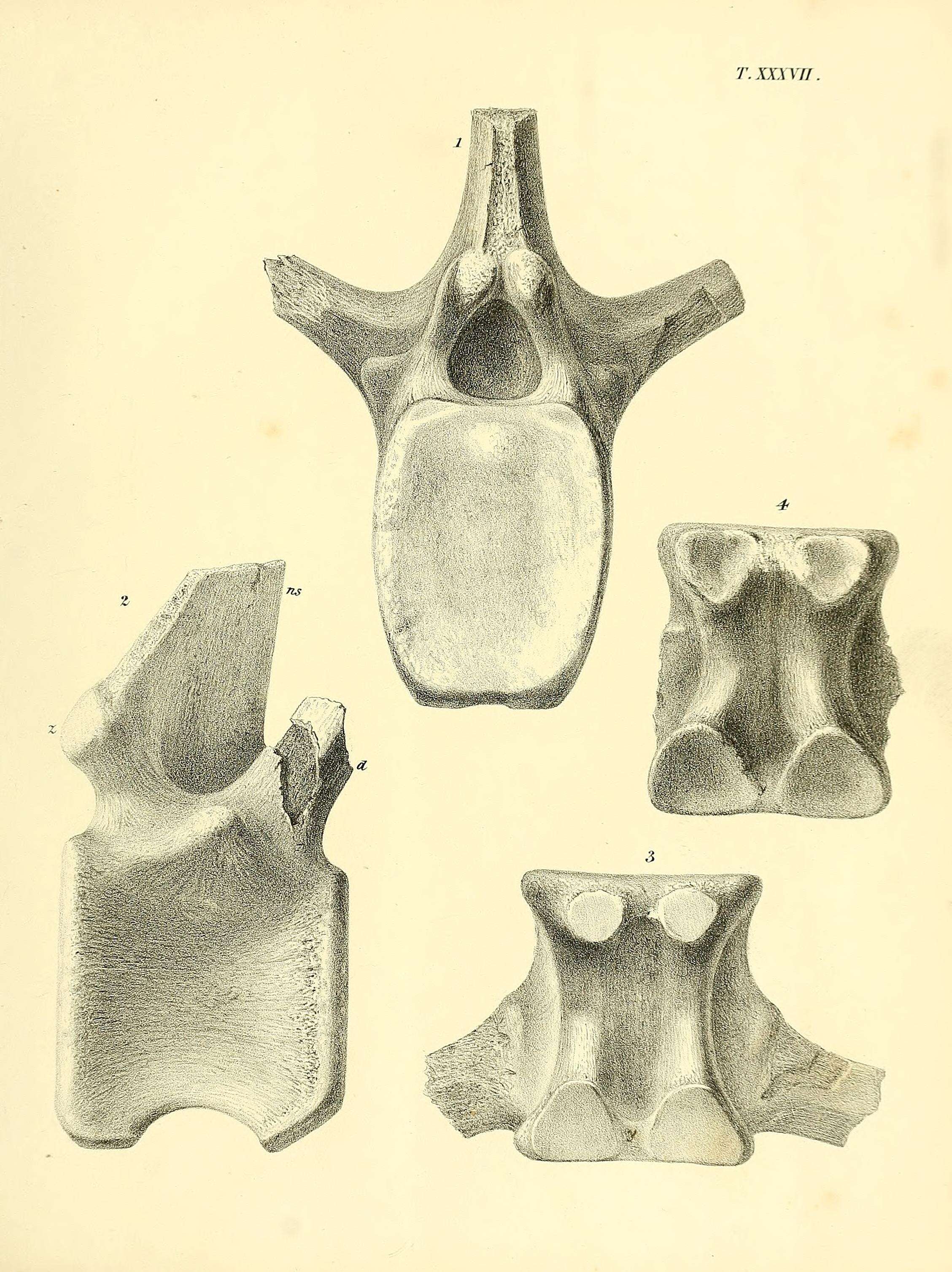 Image of Dollodon