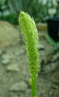 Image of Bulbine alooides (L.) Willd.