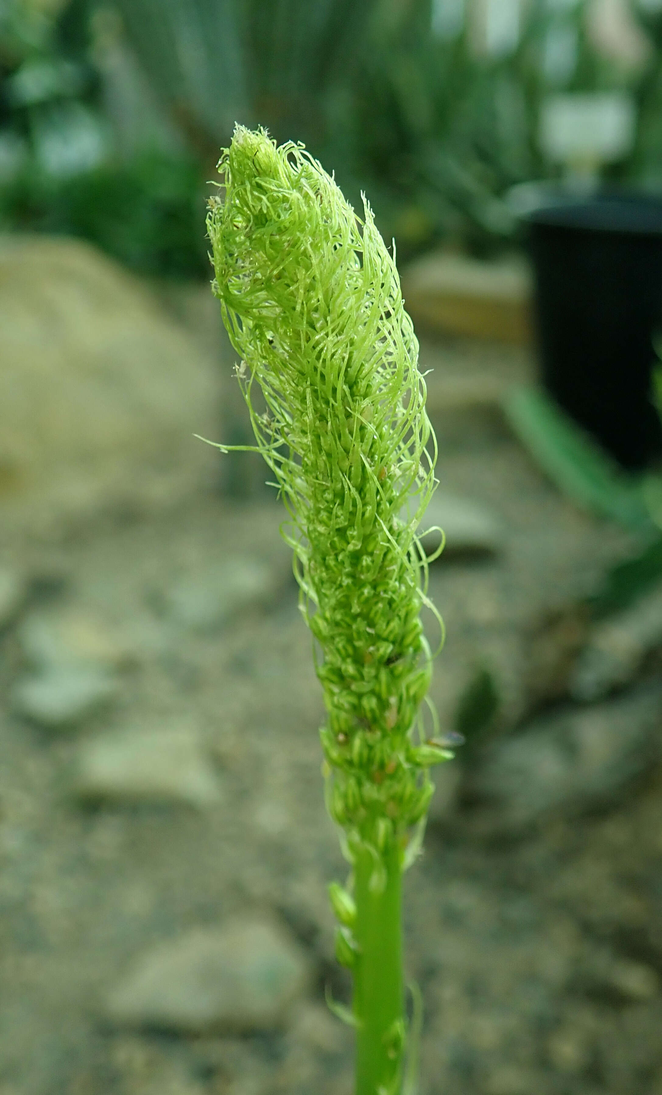 Image of Bulbine alooides (L.) Willd.