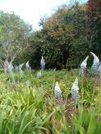 Image of Large blue squill