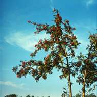 Image of rowan,  moutain ash