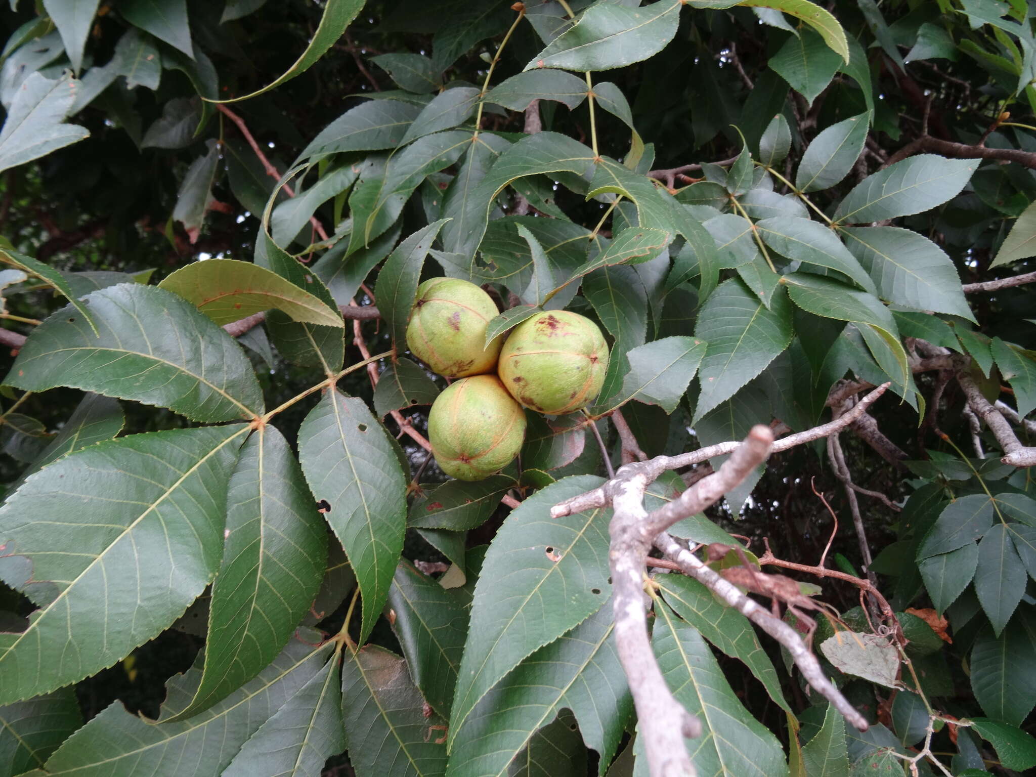 Image of black hickory